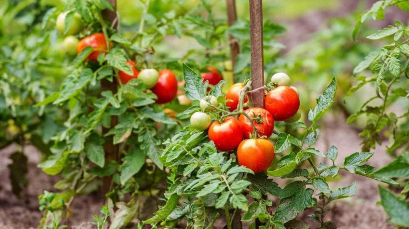 Best way to grow and preserve a tomato plant