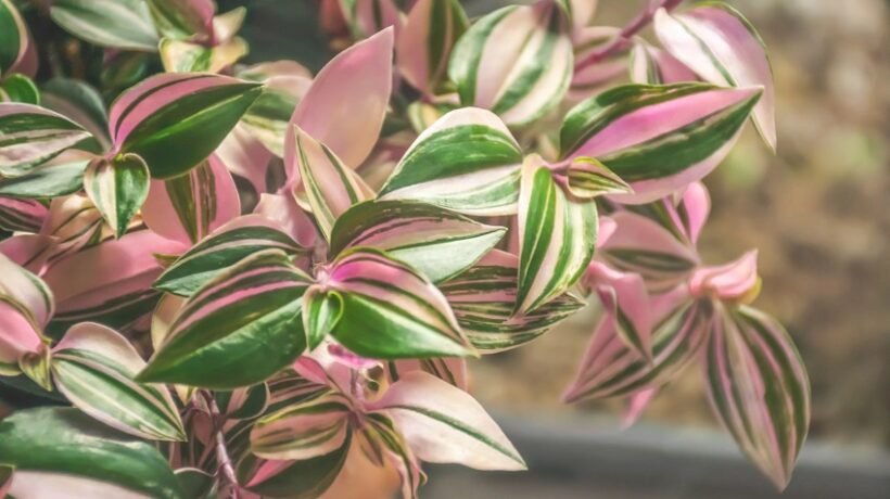 Wandering Jew Plant Care: Nurturing and Growing a Beautiful Houseplant