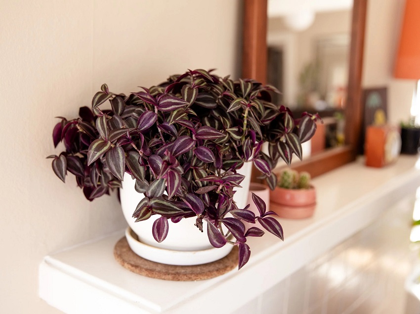 Wandering Jew Plant Care: Common Issues