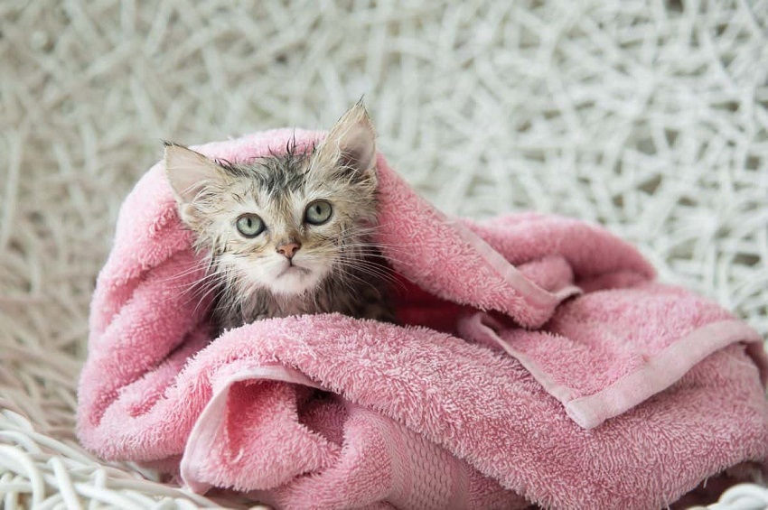 Can a 2-Week-Old Kitten Take a Bath