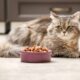 What Nuts Are Poisonous to Cats