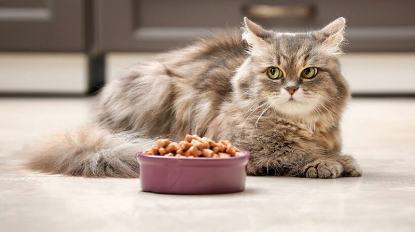 What Nuts Are Poisonous to Cats?
