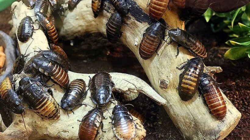 What is the Deadliest Cockroach?