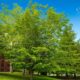 What is the Cleanest Tree to Plant? A Guide to Environmentally-Friendly Tree Choices