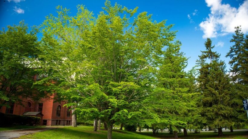 What is the Cleanest Tree to Plant? A Guide to Environmentally-Friendly Tree Choices