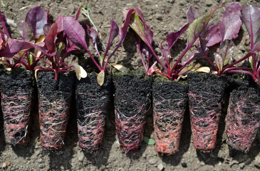 What is the Best Soil for Beetroot?