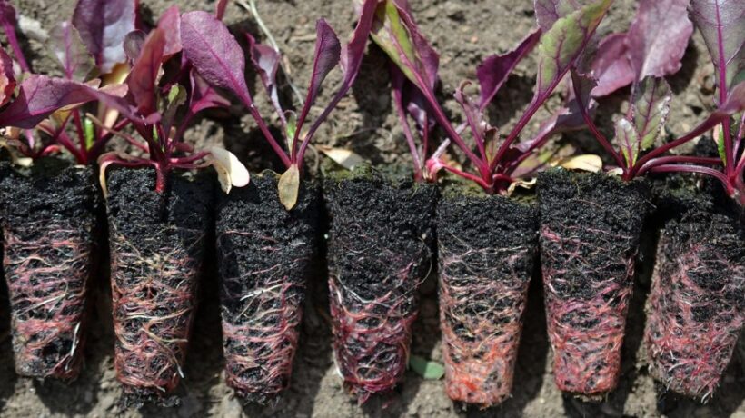 What is the Best Soil for Beetroot?