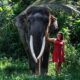 Exploring the Best Elephant Sanctuary in Bali