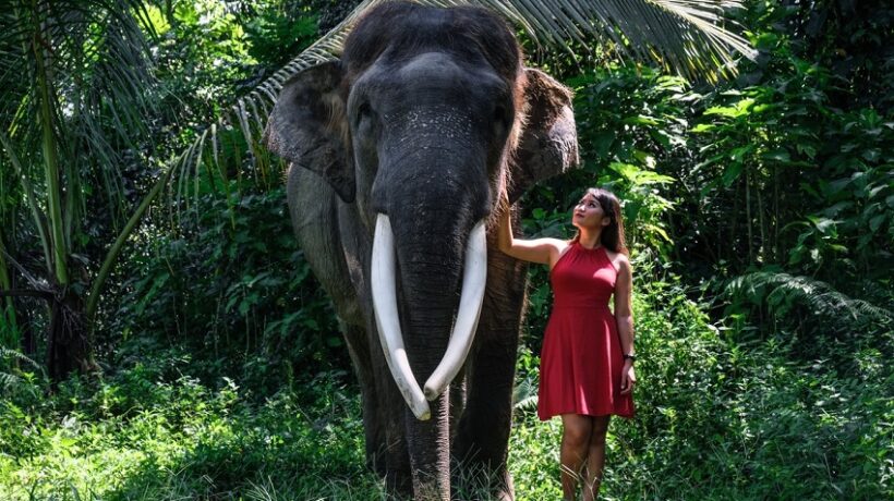 Exploring the Best Elephant Sanctuary in Bali: A Unique and Enriching Experience