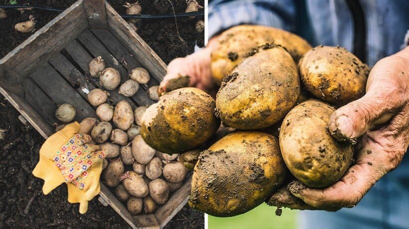 How Fast Do Potatoes Grow? Unveiling the Spud’s Growth Journey