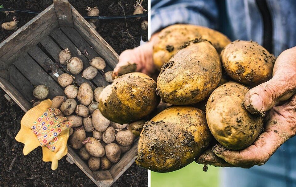 How Fast Do Potatoes Grow? Unveiling the Spud's Growth Journey