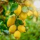 What is the Best Fertilizer for Lemon Trees
