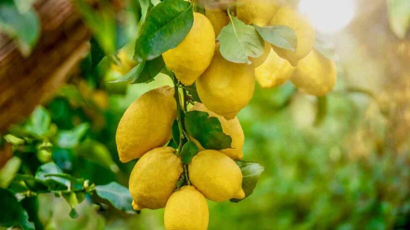 What is the Best Fertilizer for Lemon Trees?