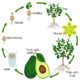What is the Lifespan of an Avocado Tree?