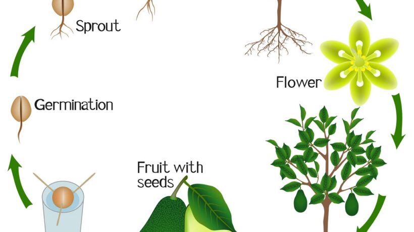 What is the Lifespan of an Avocado Tree?