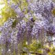how to grow wisteria