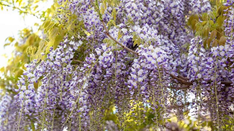 How to Grow Wisteria: A Blooming Guide to Floral Success