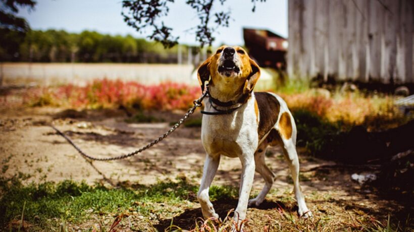 Why Does My Dog Bark at Other Dogs?