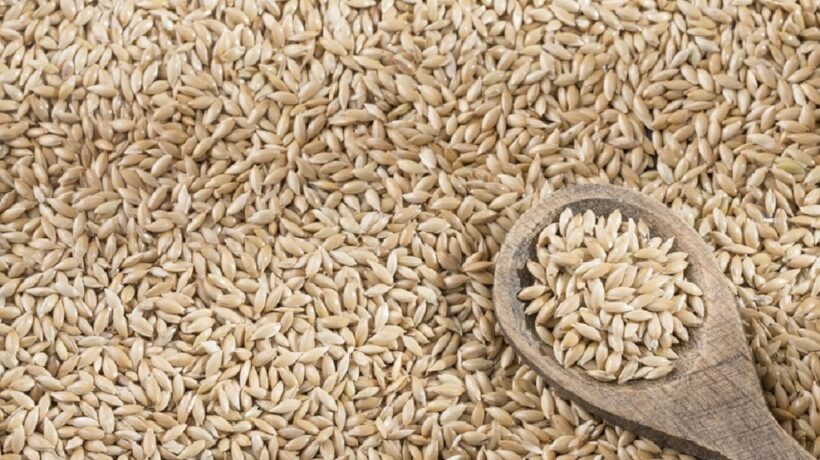 Why Everyone Should Be Eating Canary Seeds