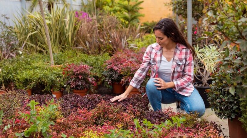 Seven Reasons To Start A Garden
