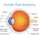 How Far Can a Human Eye See