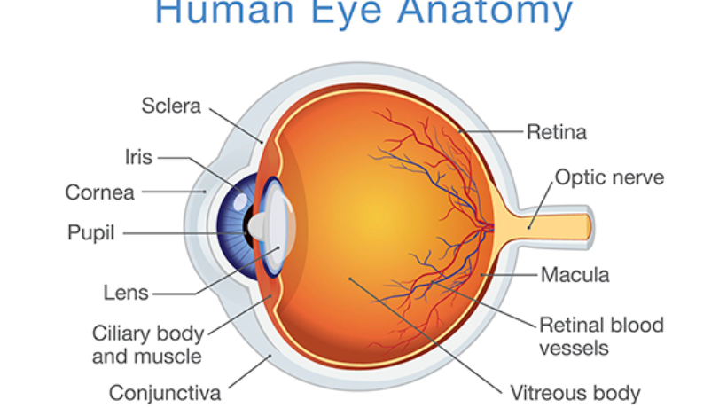 How Far Can a Human Eye See? Unveiling the Limitations of Human Vision