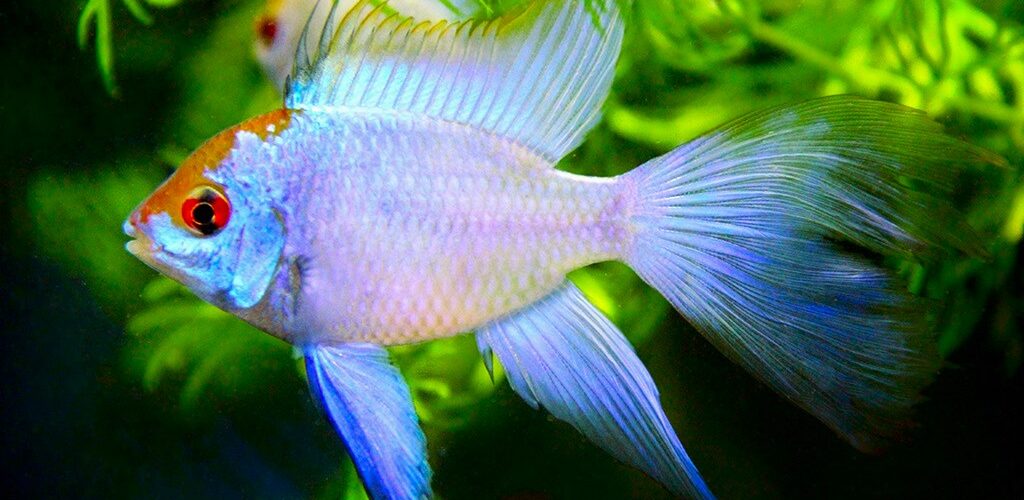 How big do electric blue ram fish get?