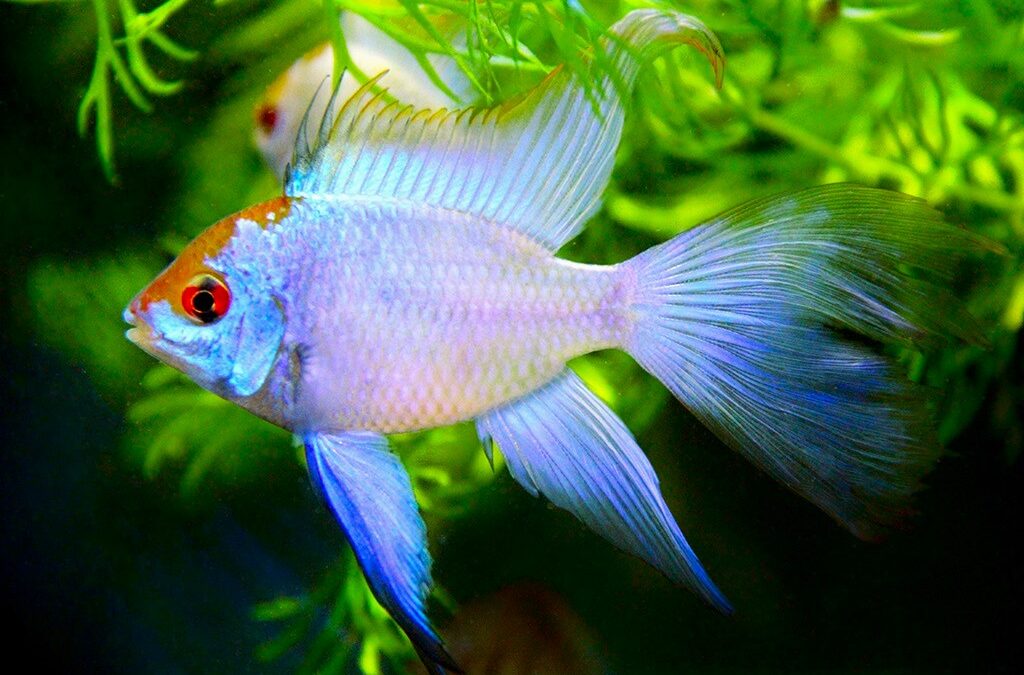 How big do electric blue ram fish get?