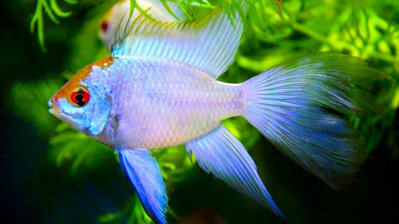 The Coolest Freshwater Fish for Your Aquarium: A Guide to Unique and Thriving Species