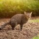 How do I stop a cat pooping in my garden