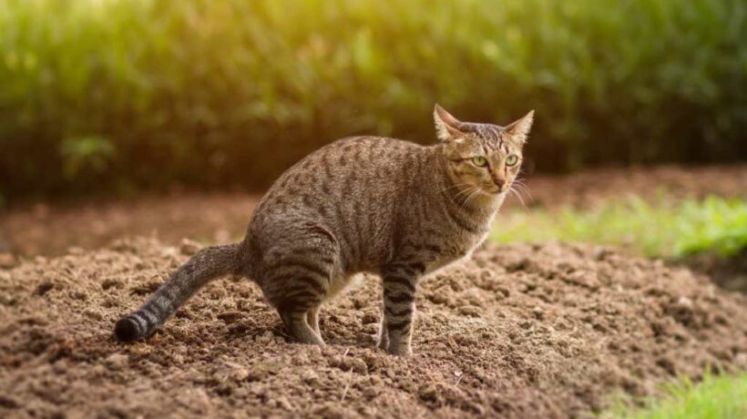Keeping Your Garden a Cat-Poop-Free Zone: A Comprehensive Guide
