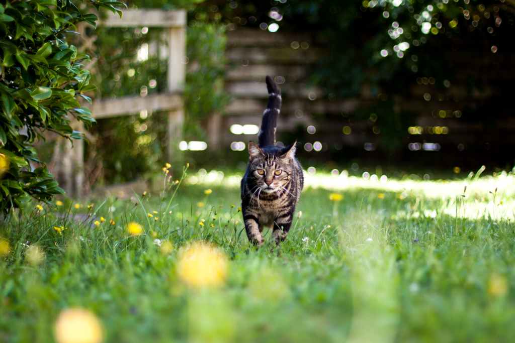 Is cat poop OK for the garden