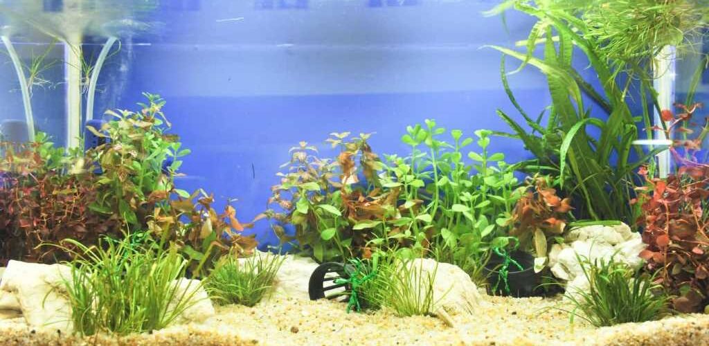 How to move fish without stressing them out