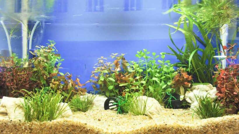 Moving with Fish: A Comprehensive Guide to a Stress-Free Relocation for Your Aquatic Friends