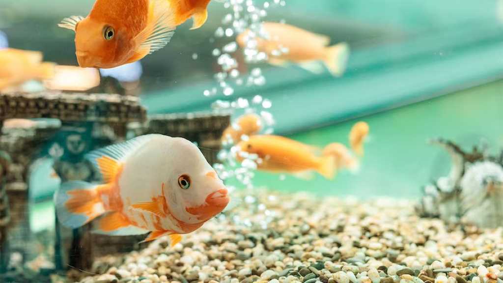 How to move an aquarium to a new home