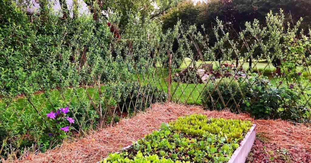 How to keep animals out of your yard