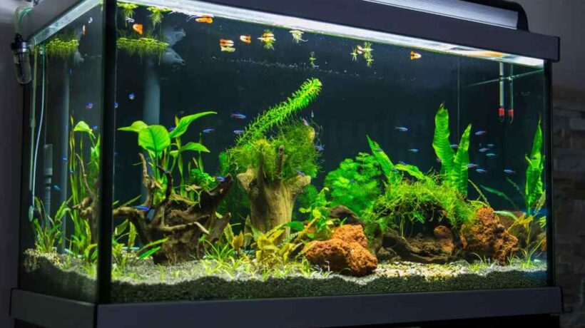 Essential Aquarium Equipment: A Comprehensive Overview