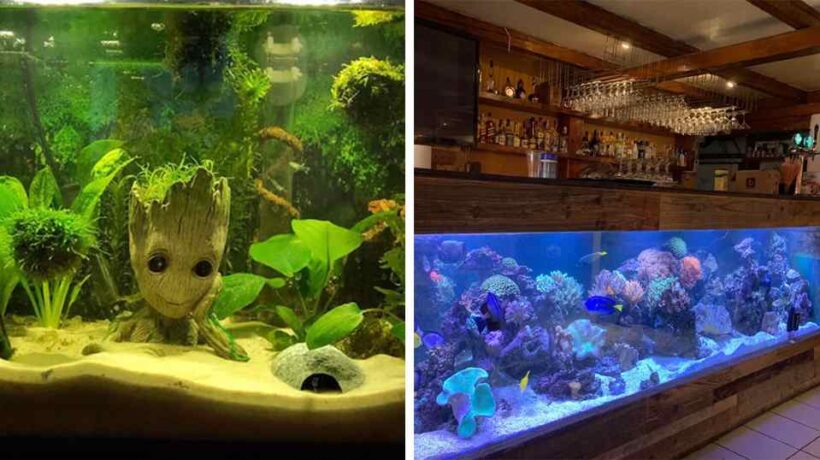 How to Create a Stunning Aquarium Landscape