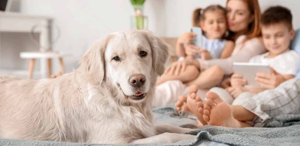 How can I save my dog from an accident
