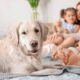 How can I save my dog from an accident