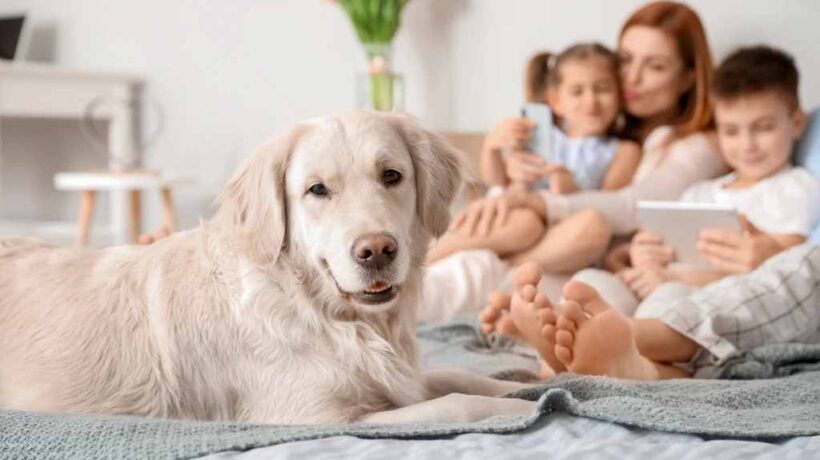 Keeping Your Dog Safe: Preventing Common Accidents and Illnesses