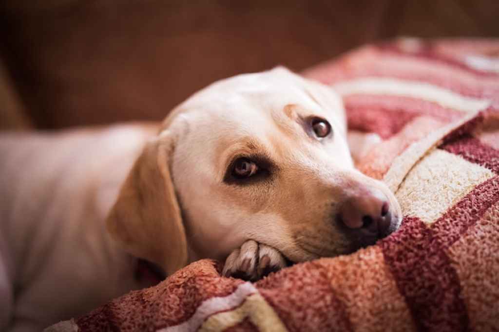 How do I keep my dog healthy and safe