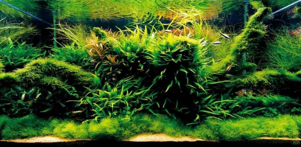 What items do you need to set up an aquarium
