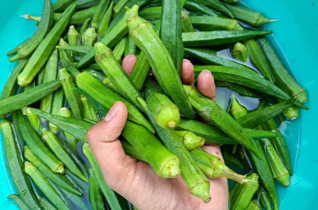 How to keep okra fresh longer
