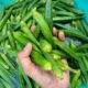How to keep okra fresh longer