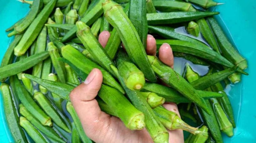 Unlocking Okra’s Freshness: A Guide to Ideal Storage Temperatures