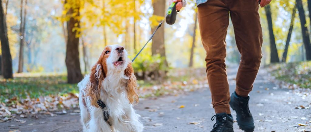 How do you discipline a dog to stop barking