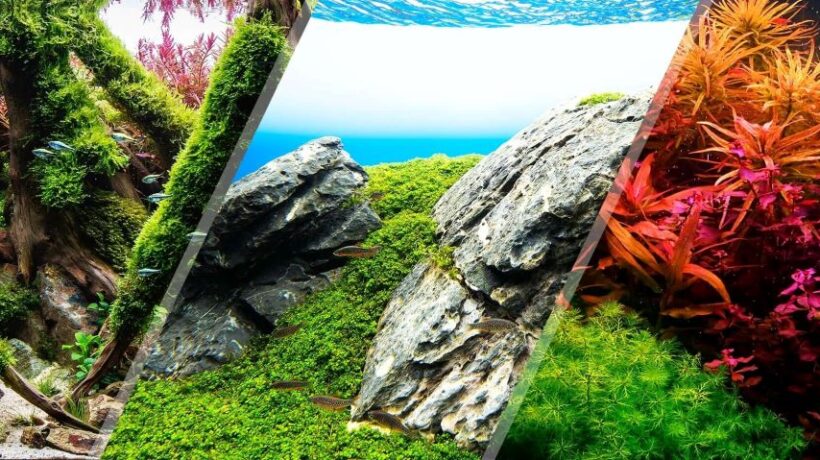 Unique Aquascaping Styles and Ideas: Transform Your Aquarium into a Living Masterpiece