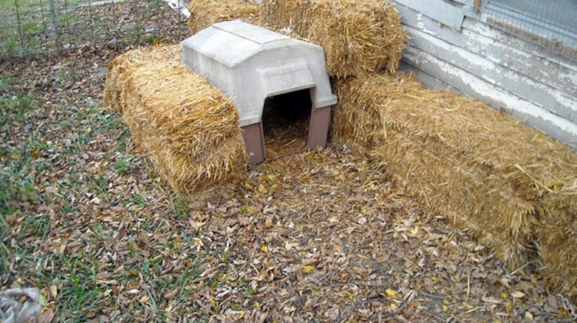 Use Straw Bales for Natural Dog House Insulation in Cold Climates