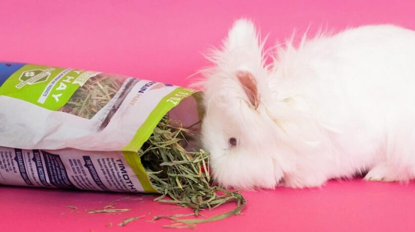 7 Best Safe Forages for Rabbits Prone to Bladder Sludge
